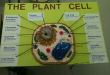 Photo of Биология: строение клетки