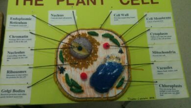 Photo of Биология: строение клетки