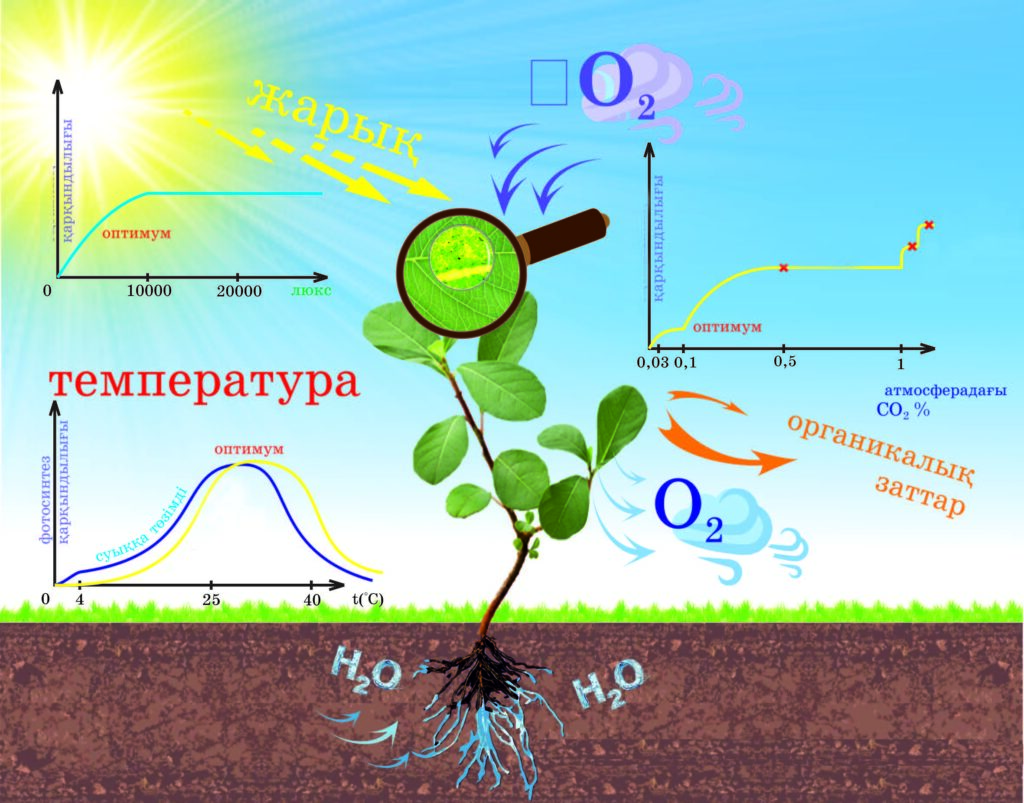 Фото 46 — Биология в 11 классе