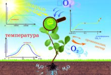 Photo of Биология в 11 классе