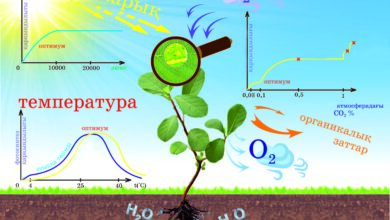 Photo of Биология в 11 классе