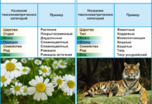 Photo of Биология: виды животных и растений